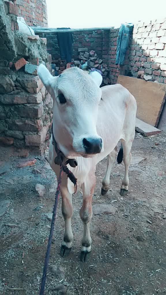 @🌹CHARAN BOY 🌹