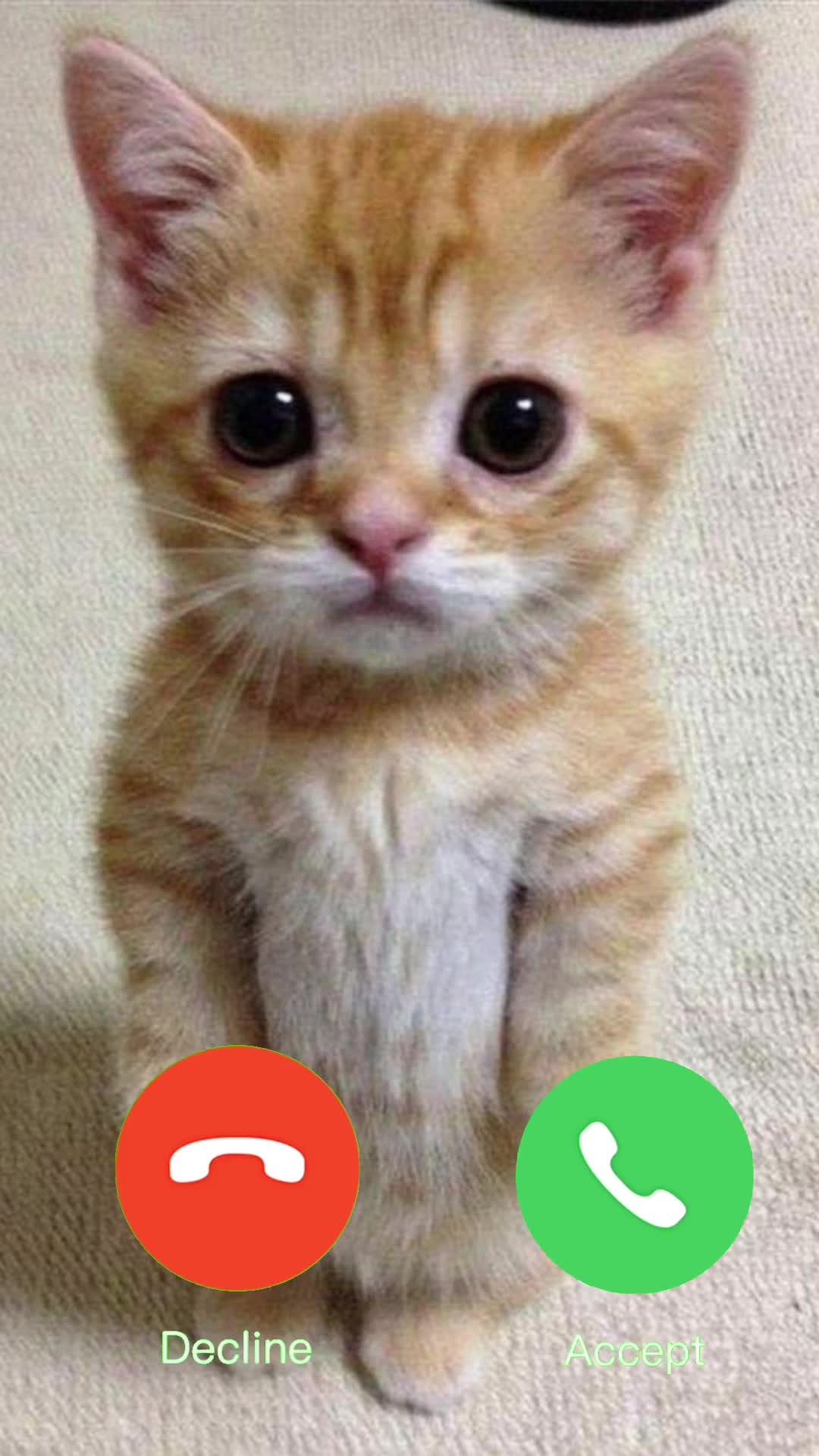 @catmemes