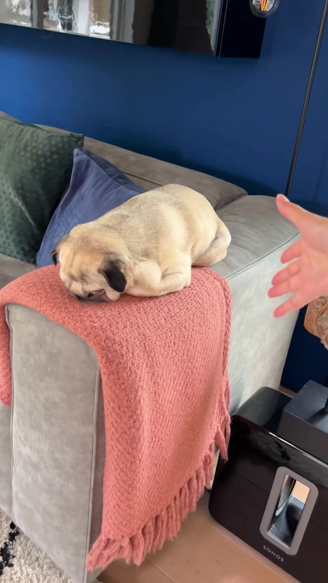 @Loulou the Pug
