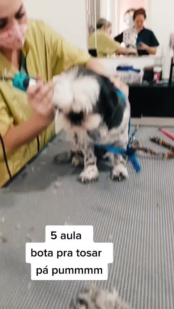 @groomerpaulafernandes