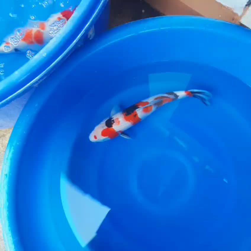 @• BINTANG KOI •