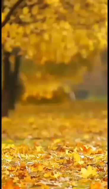 @Manjit Rajput