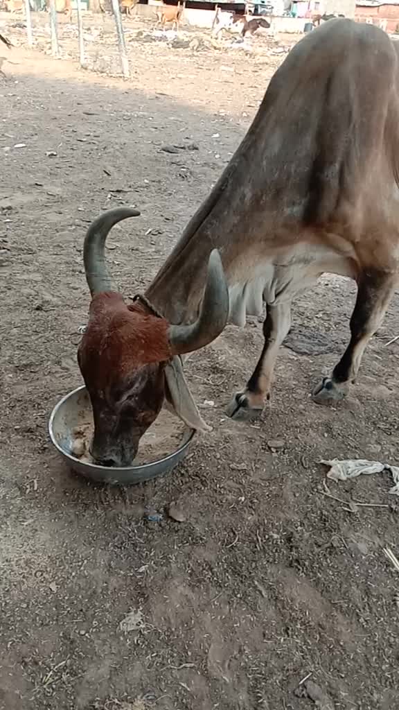 @Tushar Rabari