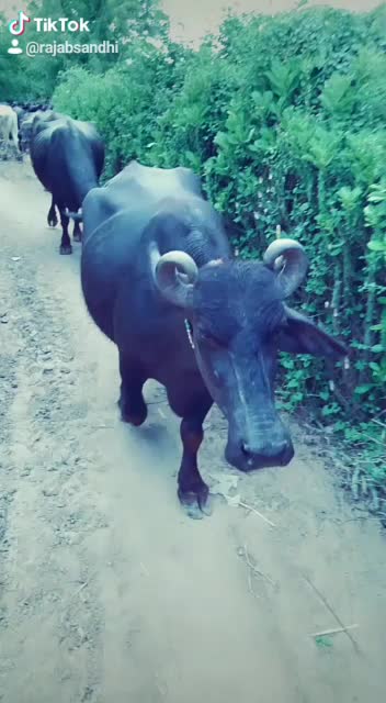 @HajiBhai malthari 🐴