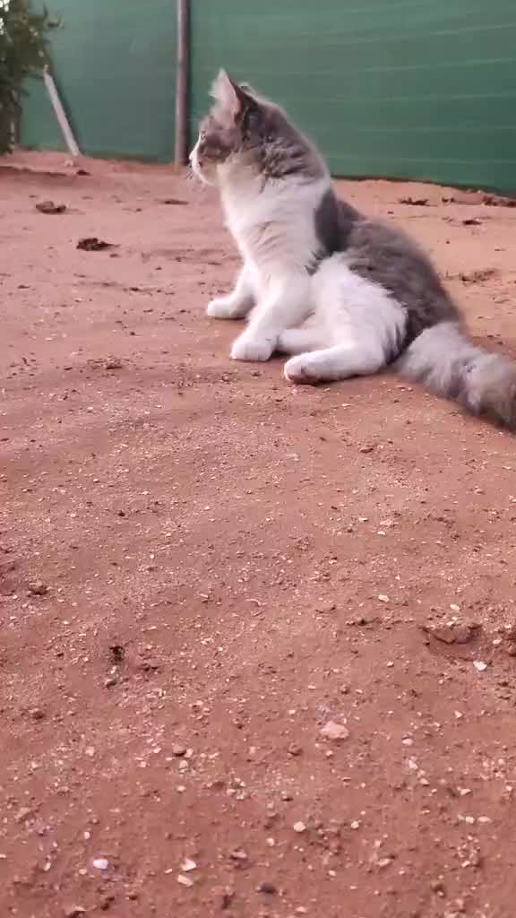 @Lola cat