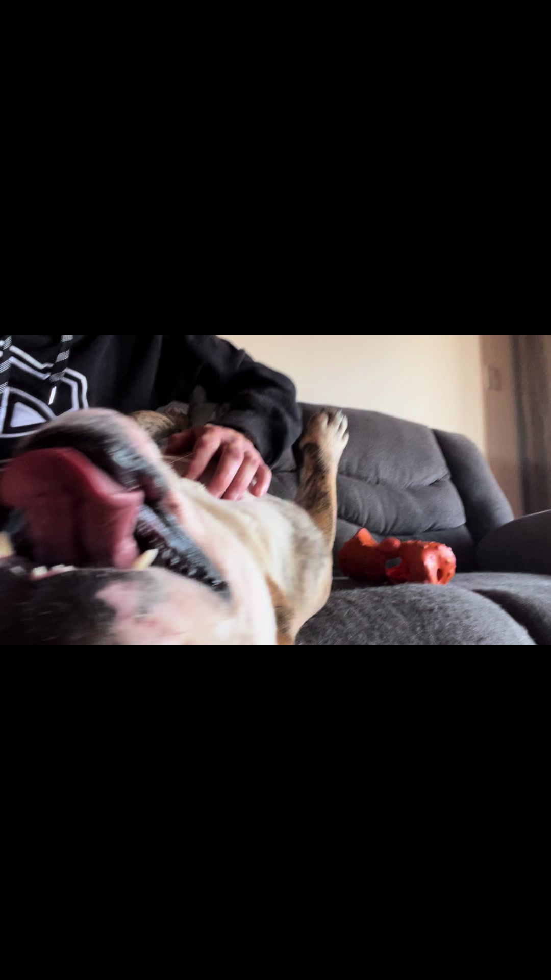 @Pedrobulldog