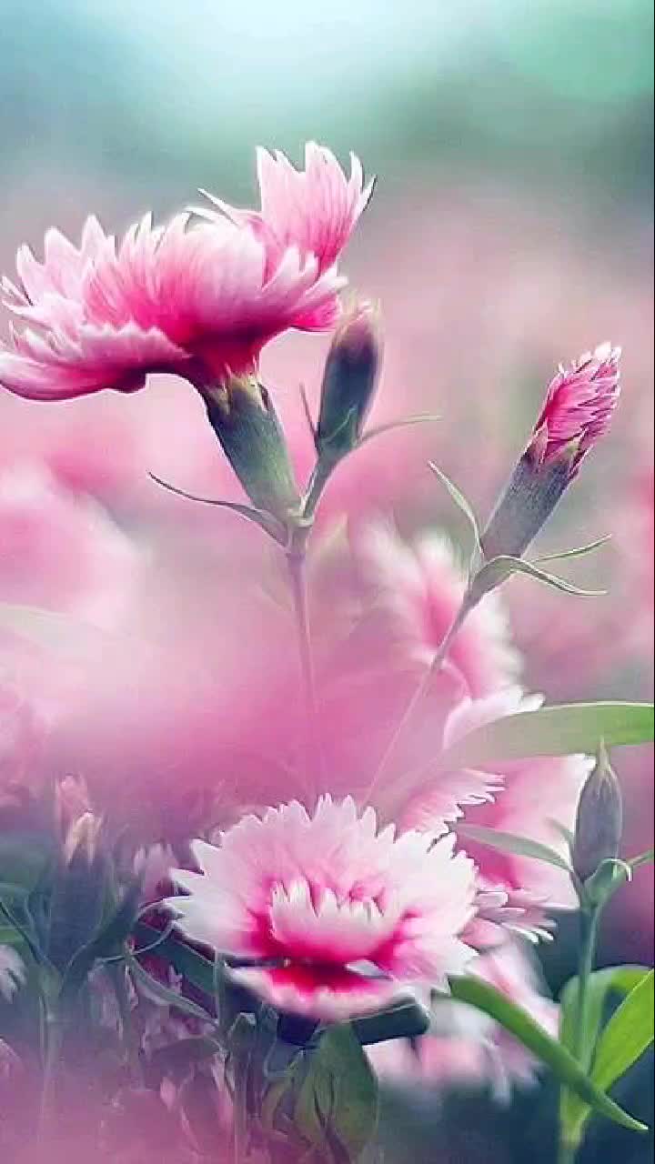 @Sarju Khadia