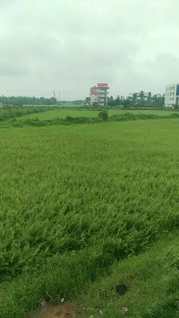@odia toka jitan