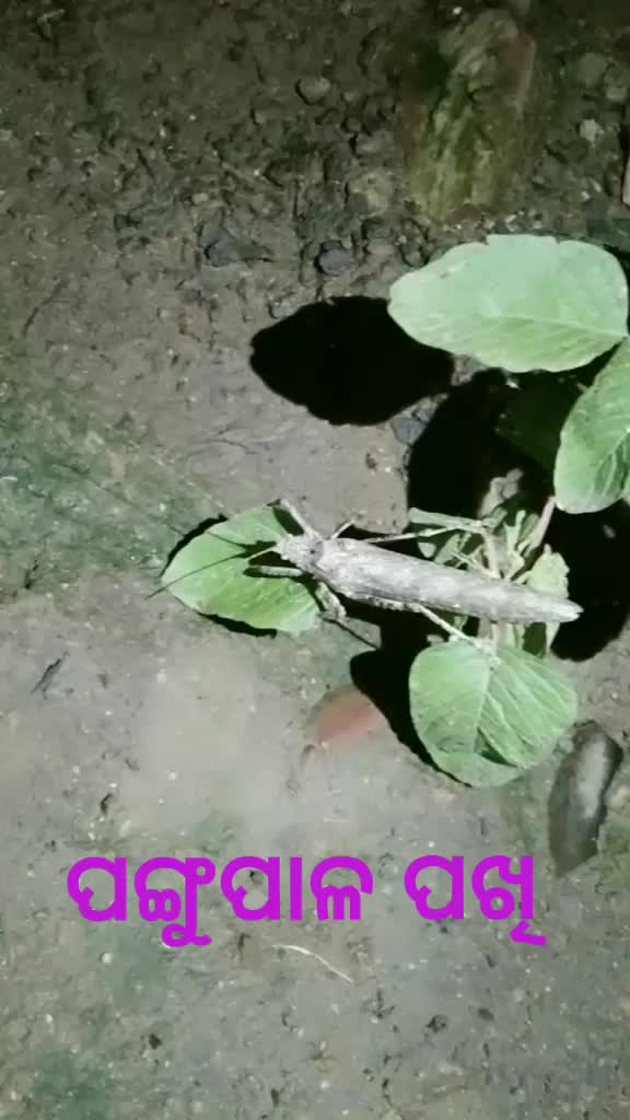 @BajraPaniParida