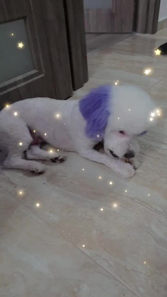 @Otto 🐶