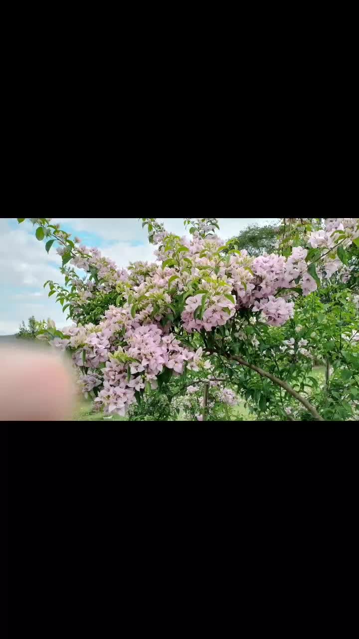 @floravitoreli