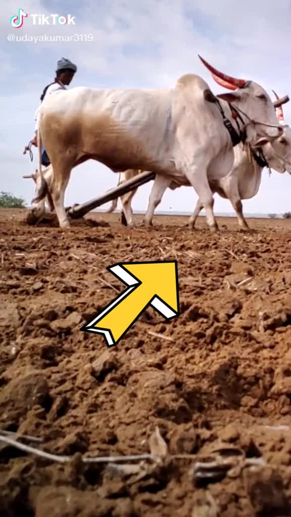 @ಶಿವ ಬಂಗಾರಿ