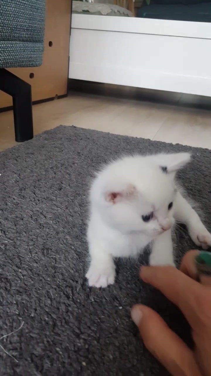 @Dutch Kitten family