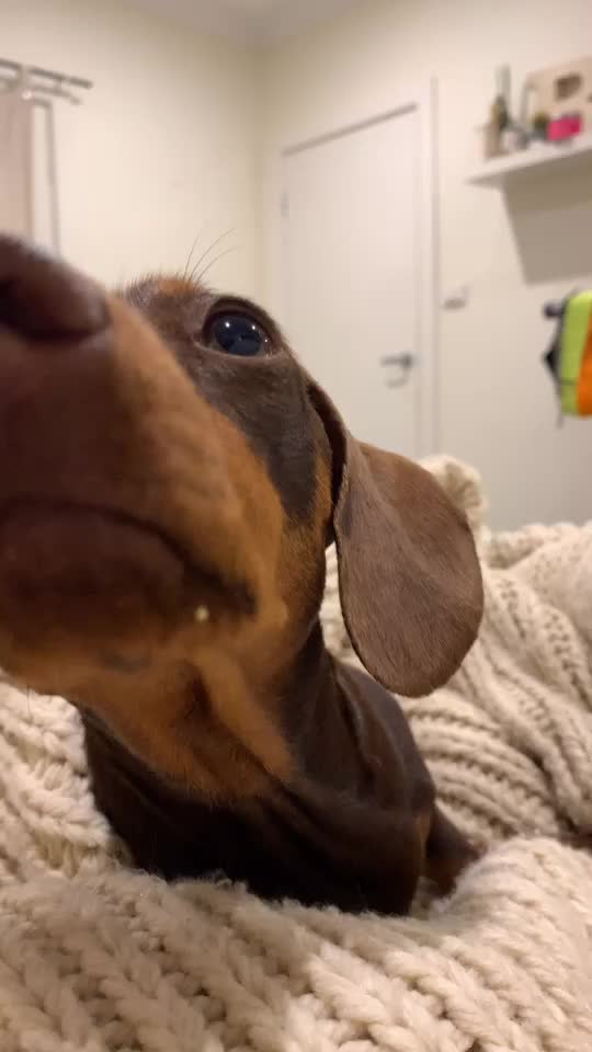 @Pip The Sausage 🤍