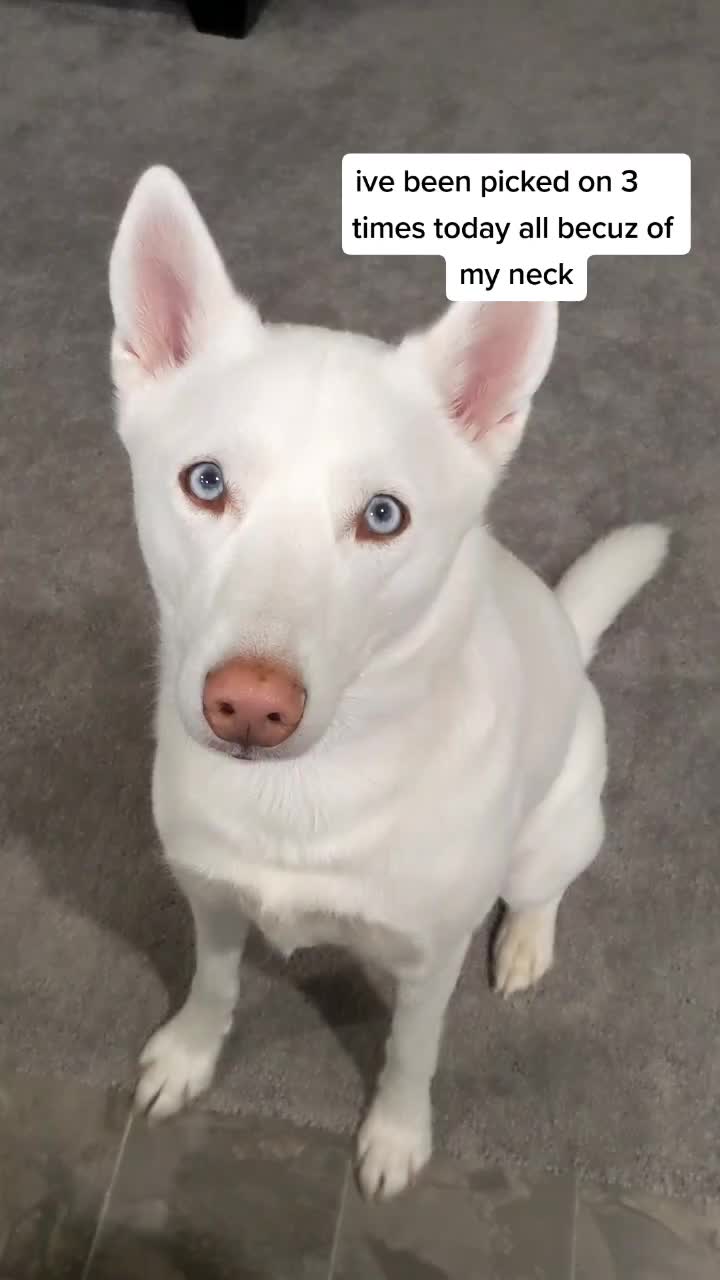 @Erza The Husky