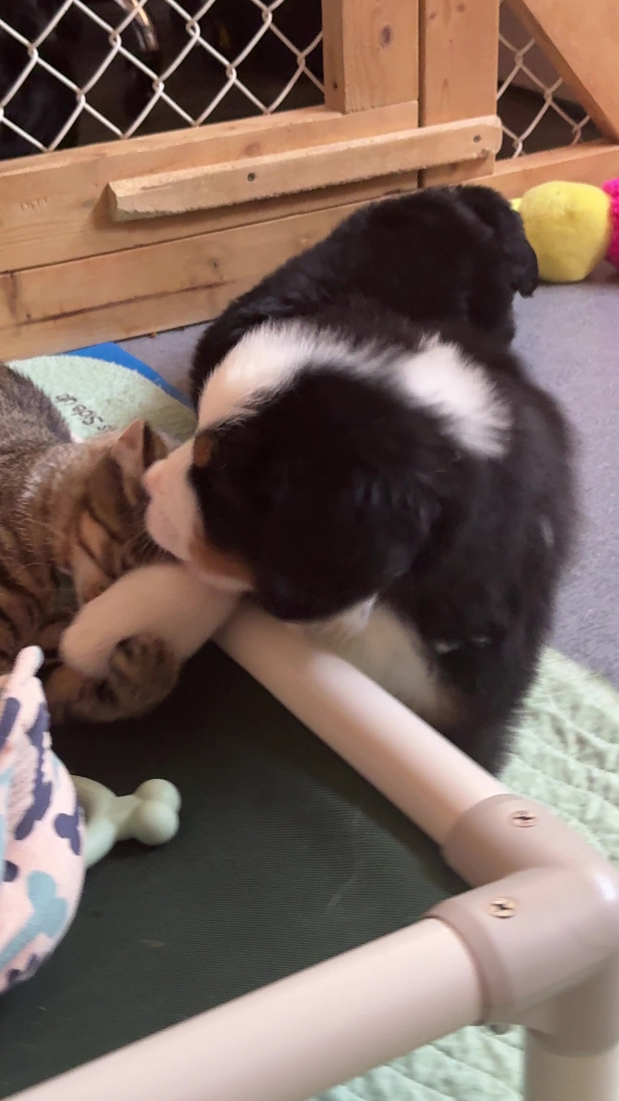 @SennenridgeBernese