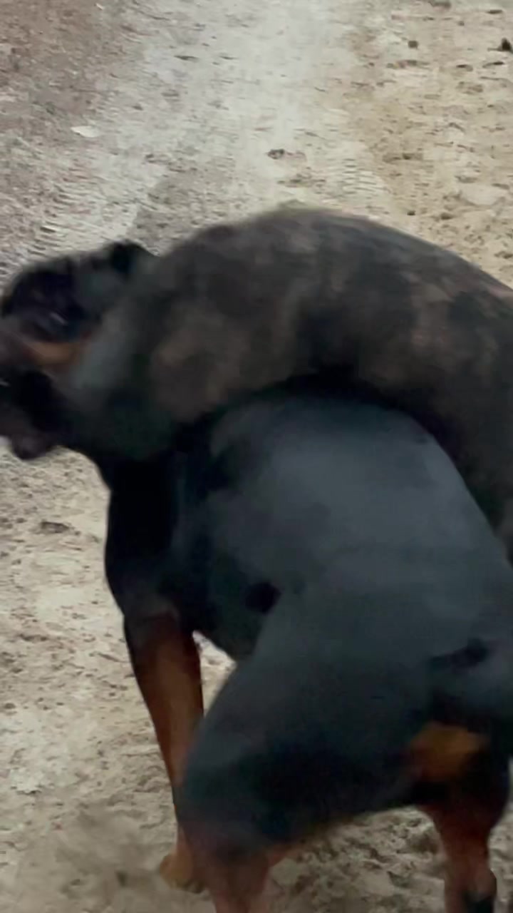 @RottweilerRuger