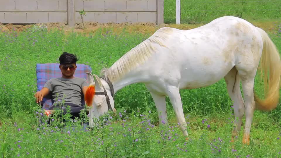 @Yuvibha Horse lover