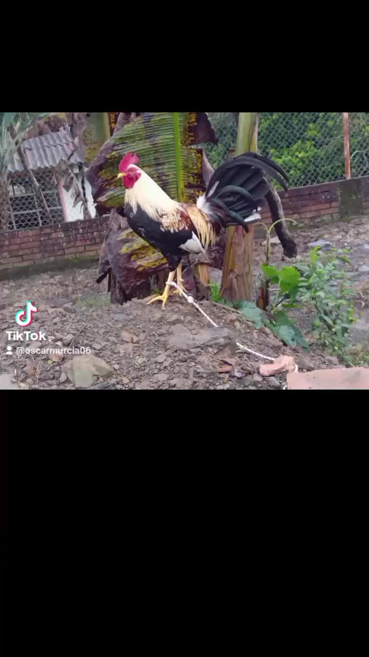 @oscarmurcia06