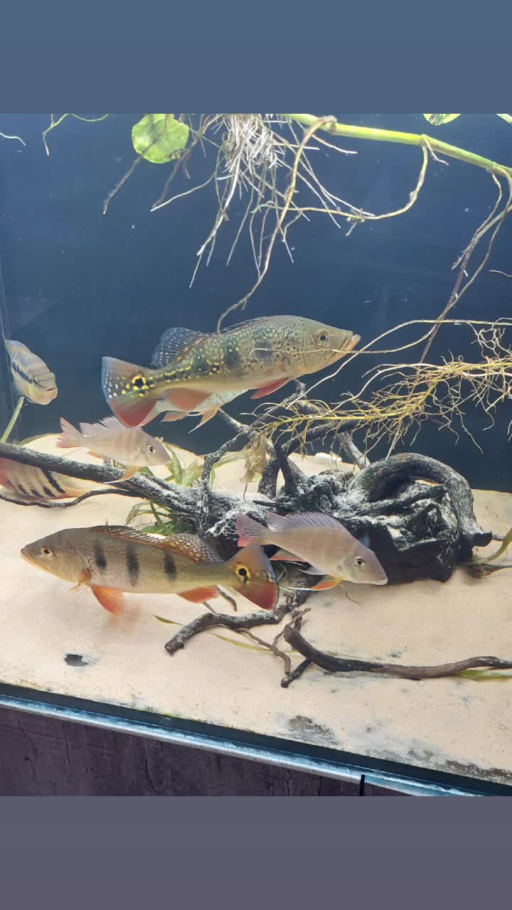 @South american cichlid