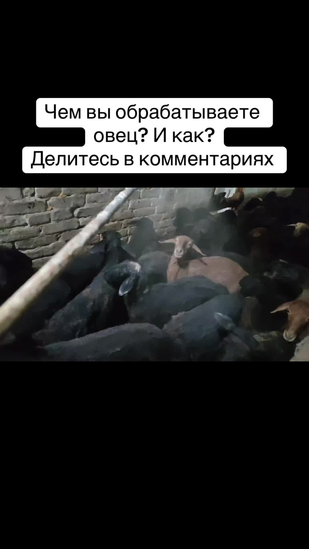 @QAZAQ_QOY