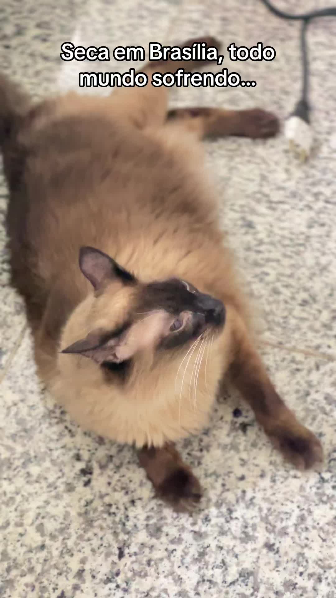 @Lorenzo the cat