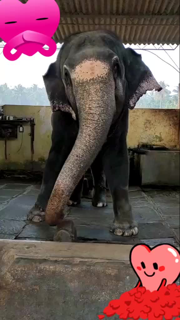 @amburirajendrarao
