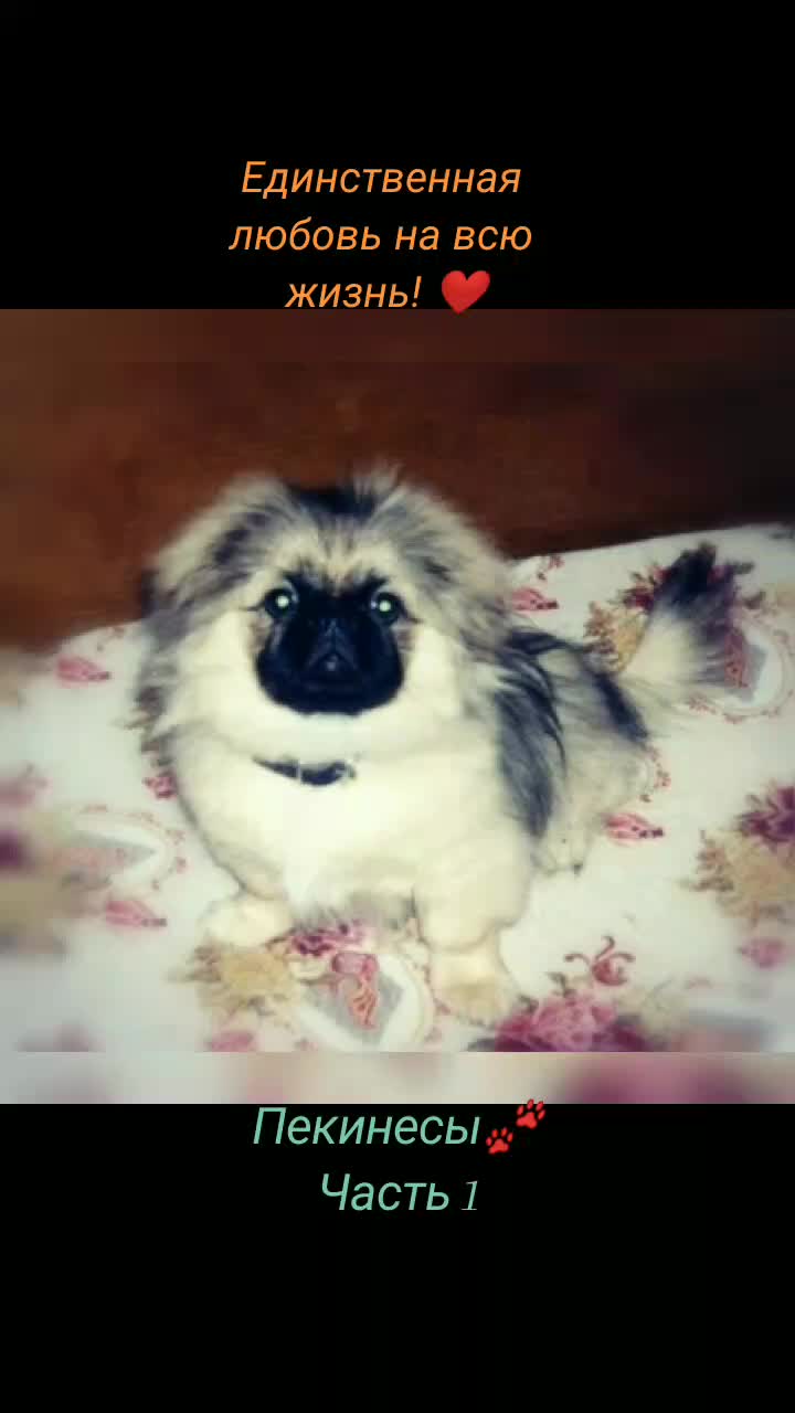 @Dama💃 s sobachkoy🐾💞🇧🇾