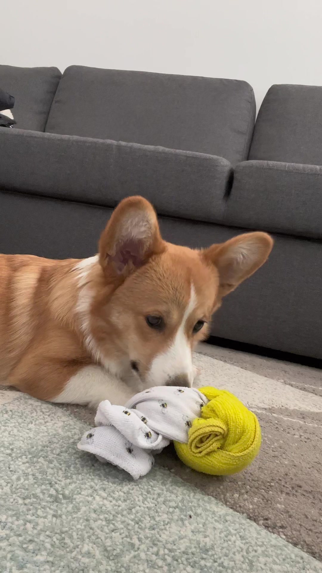@Monty the Pembroke Welsh Corgi