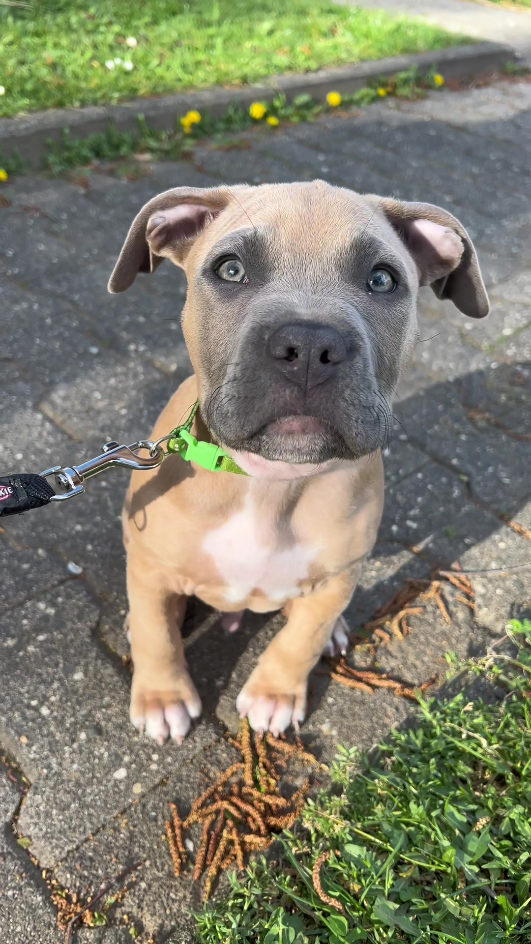 @lifeofpacoo