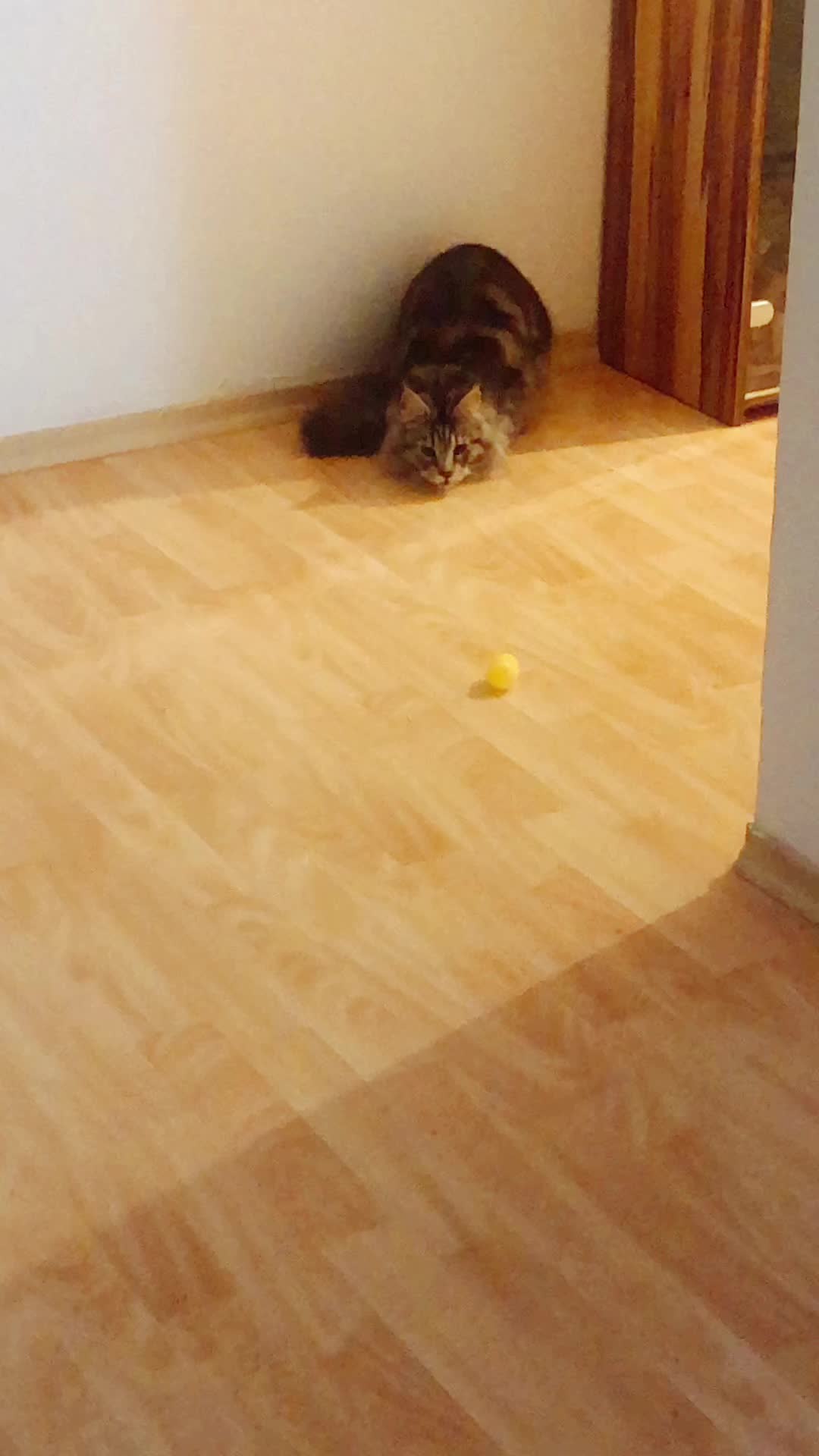@Lemigans _cattery