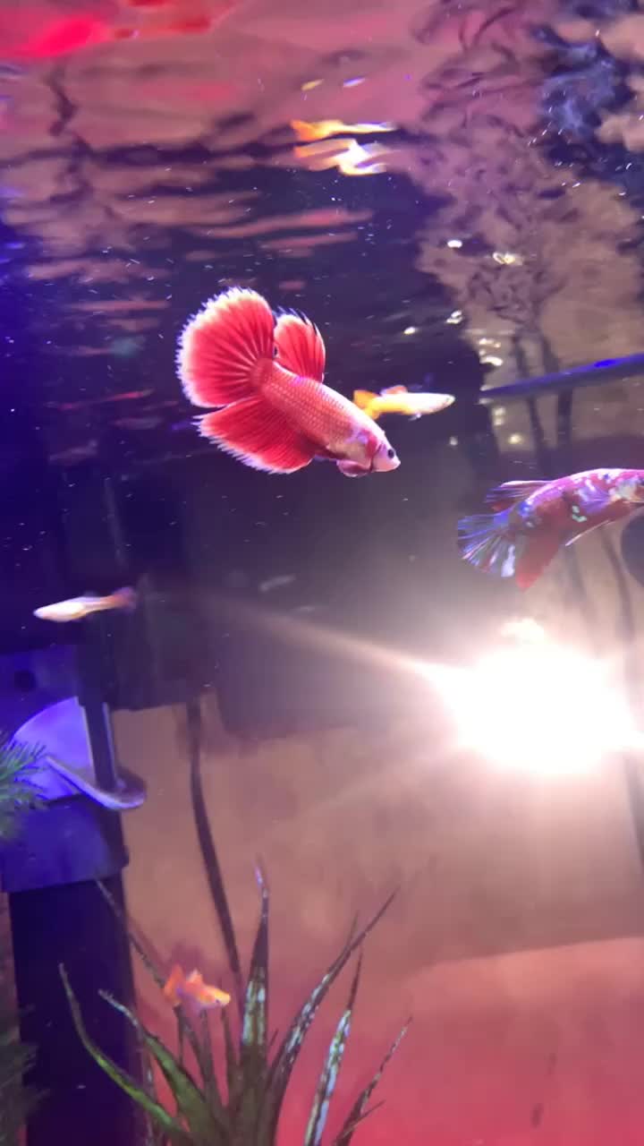 @Relaxing Fish 🦈😌