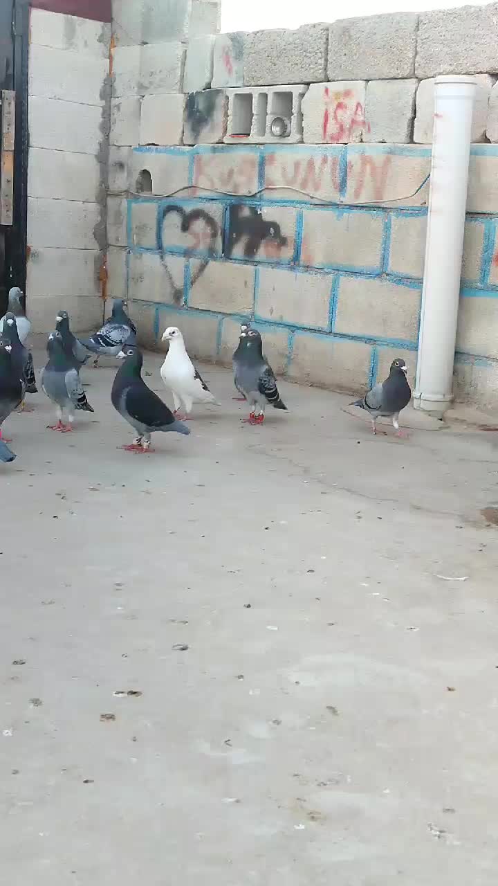 @👑 postacı 👑