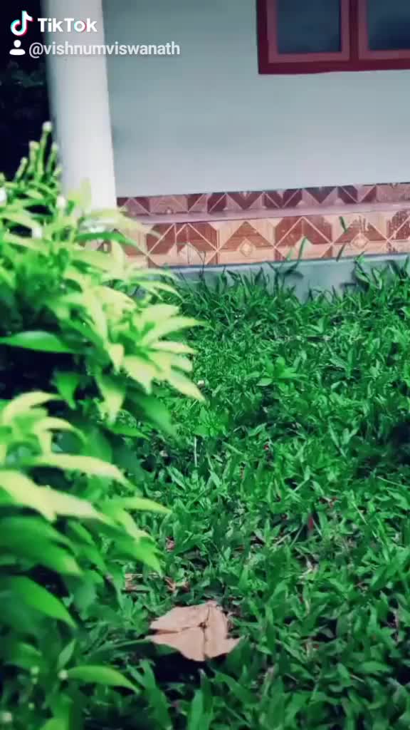 @താടി