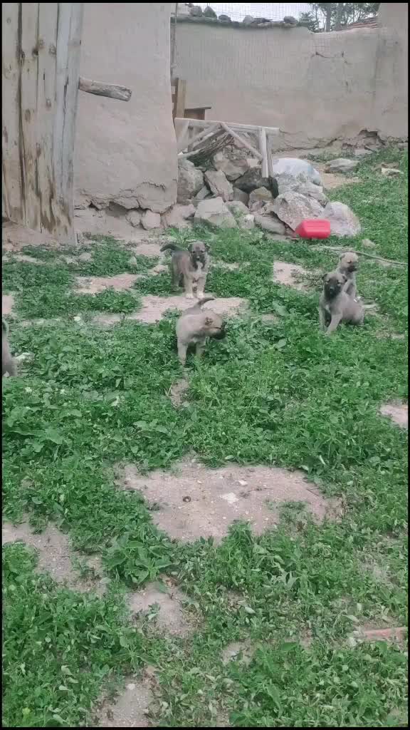 @Burak &Ouml;nal