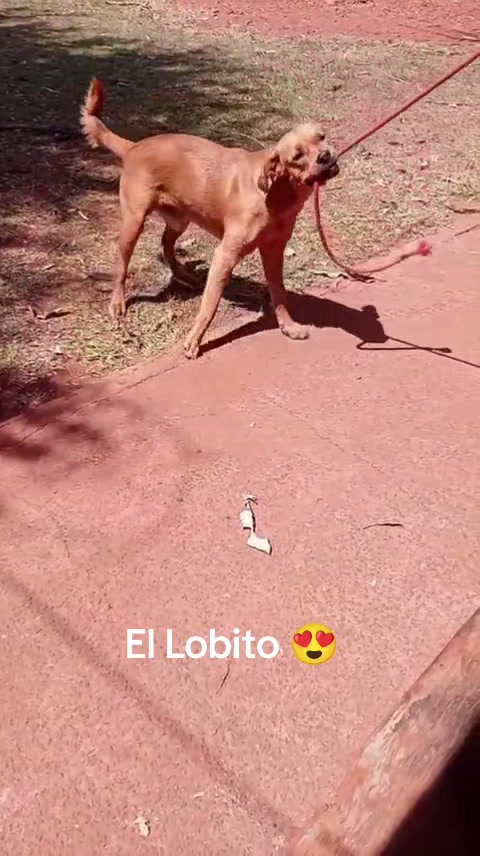 @AventurasAnimales