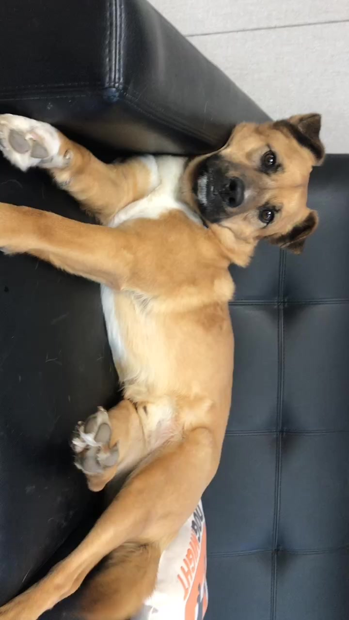 @Dog Might