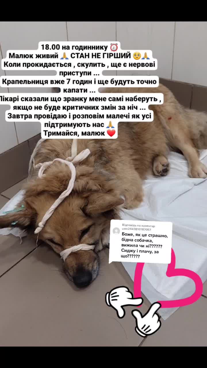 @tanya.help.animal