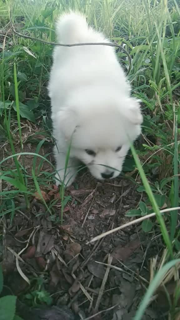 @shipuuuuuuu