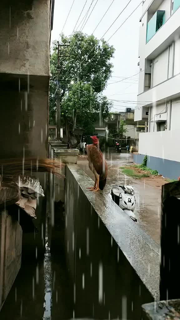 @singana.Teja
