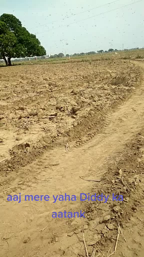 @majnu boy