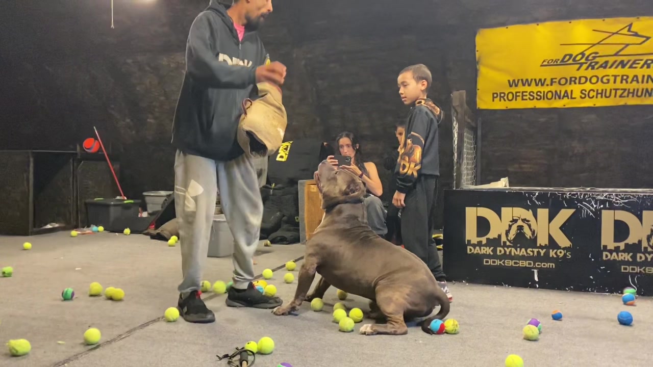 @DarkDynastyK9s
