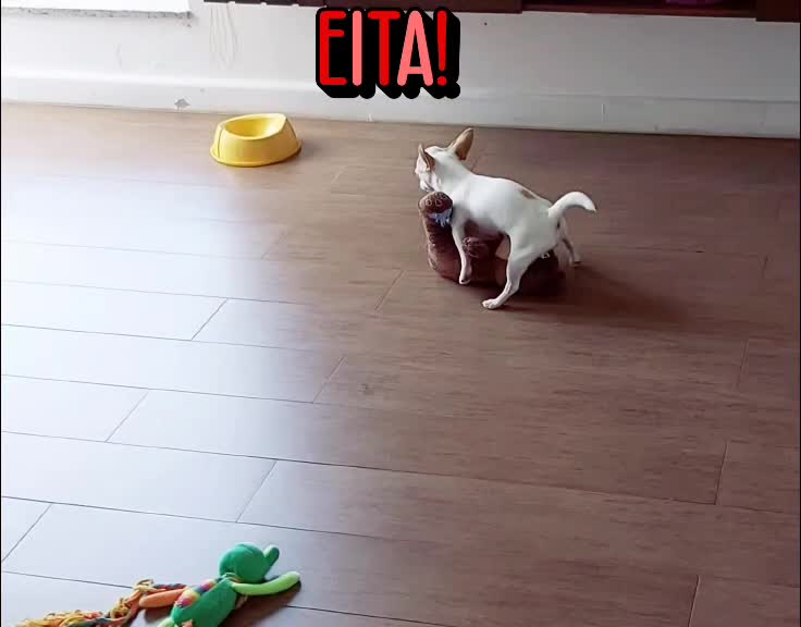 @Theodora chihauhau