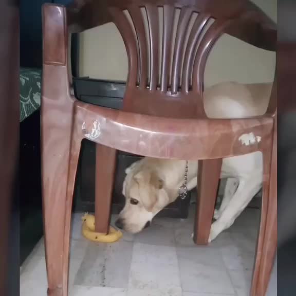 @Cute Doggo 🐶