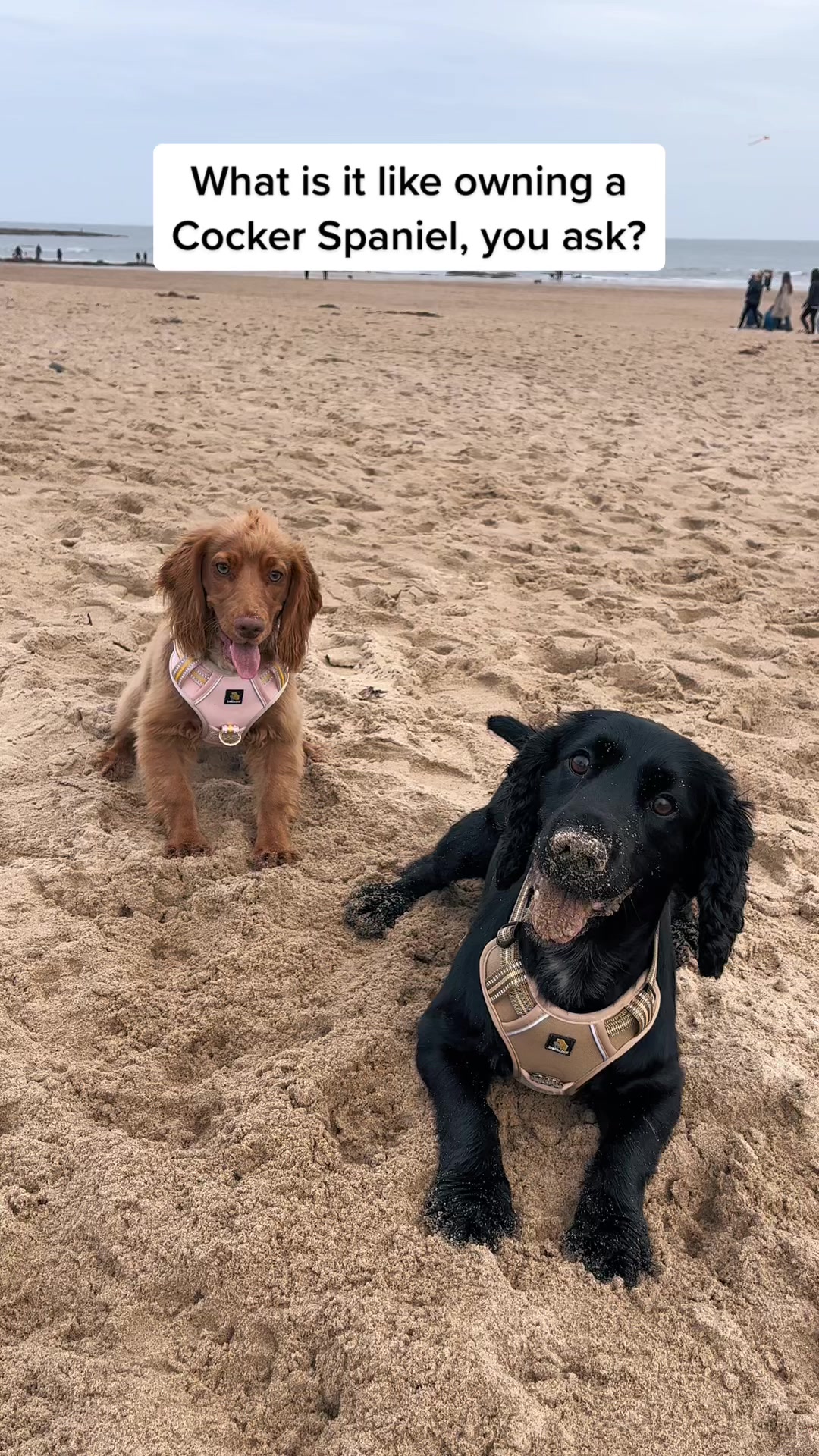 @Spaniel Explorers