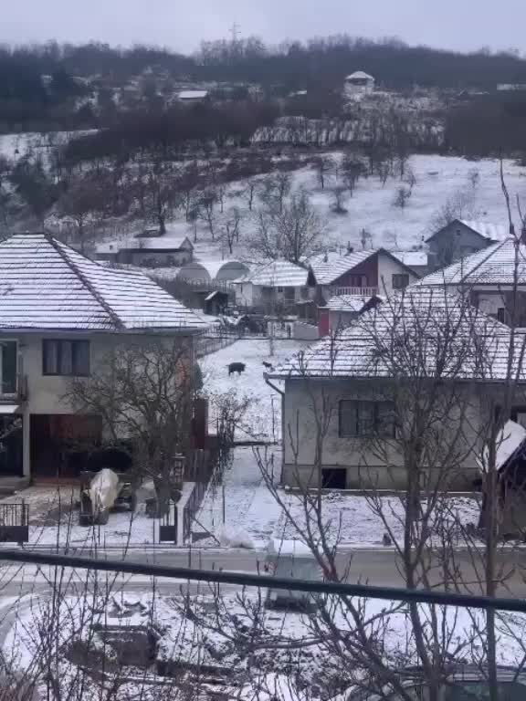 @anelkajevic707