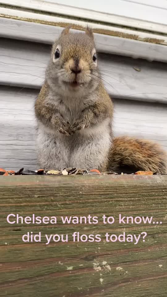 @🇨🇦 Alison Logee 🥰🐿