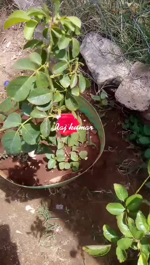 @kumar .Ammu.