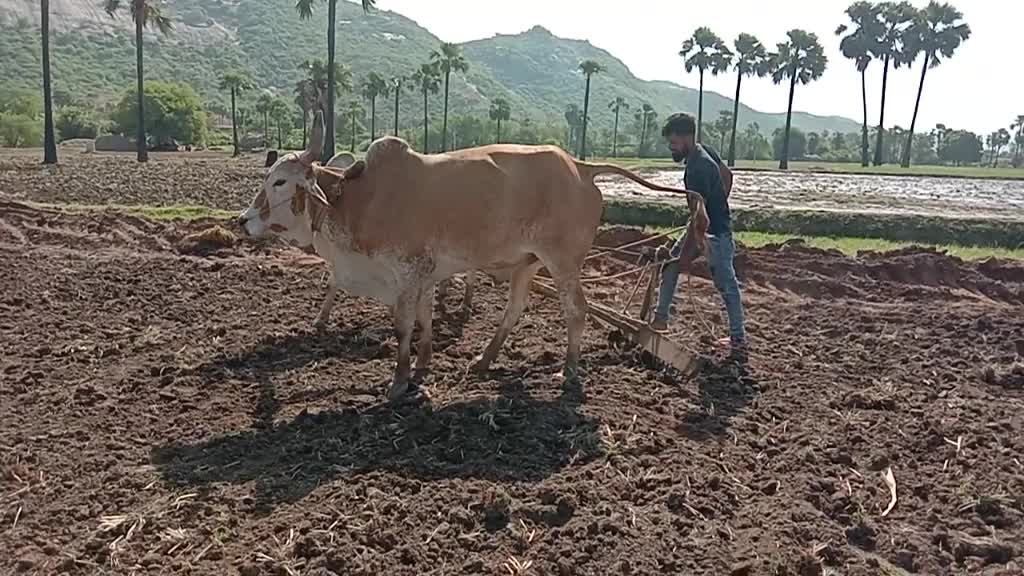 @sharukh_sardas