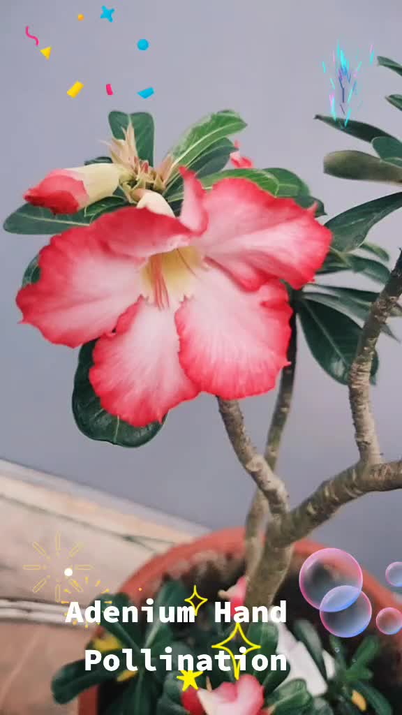@Adenium 4u